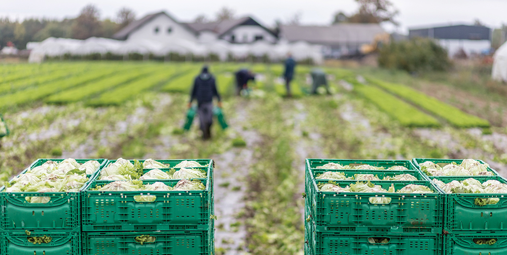 Farm worker labor groups sue Trump administration to reverse H-2A wage cuts