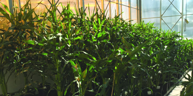 Maintaining temperatures in greenhouses emerging trend in permaculture