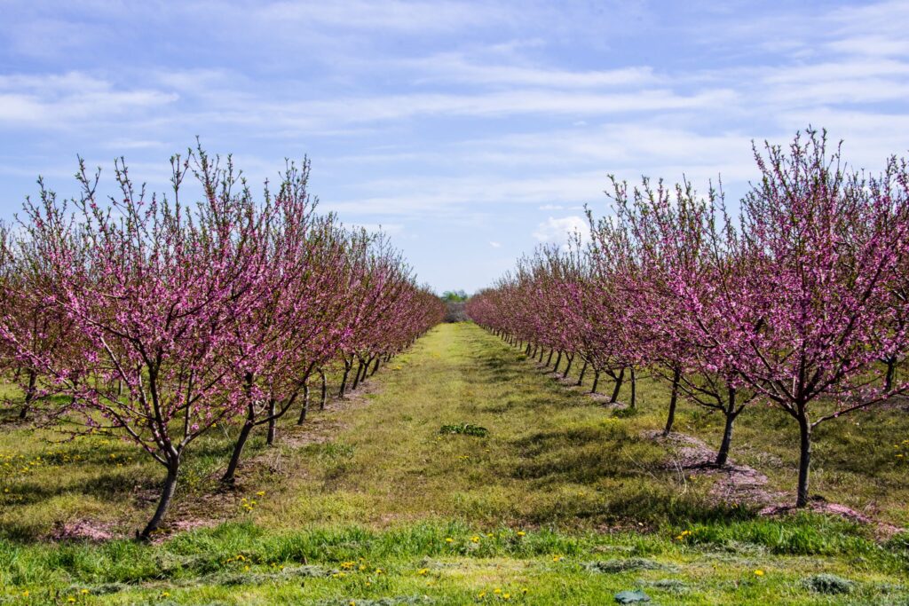 Advanced peach selections being tested for Alabama growers