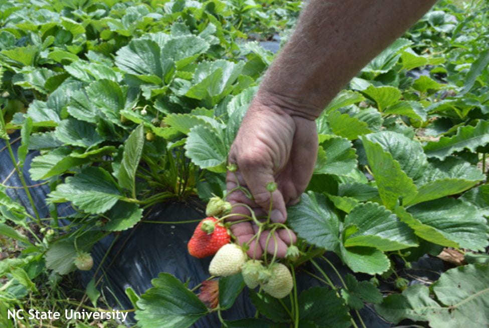 Look to California for day neutral strawberries for repeat blooming in East
