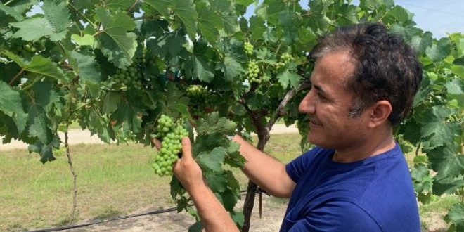 UF scientists finding grapes to grow in Florida