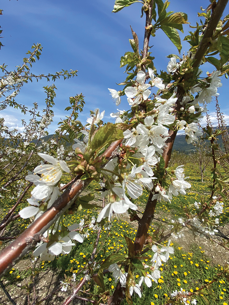 photo of sweet cherry blossoms