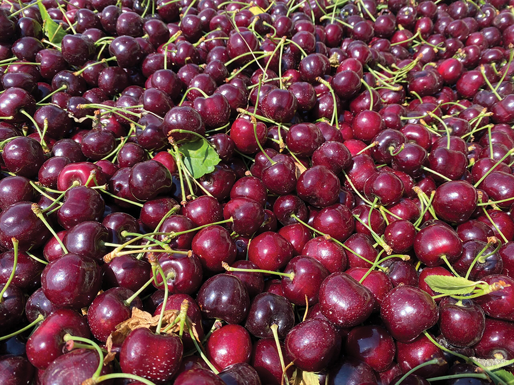 Fresh Views: Cherry Choice: Successfully growing cherries