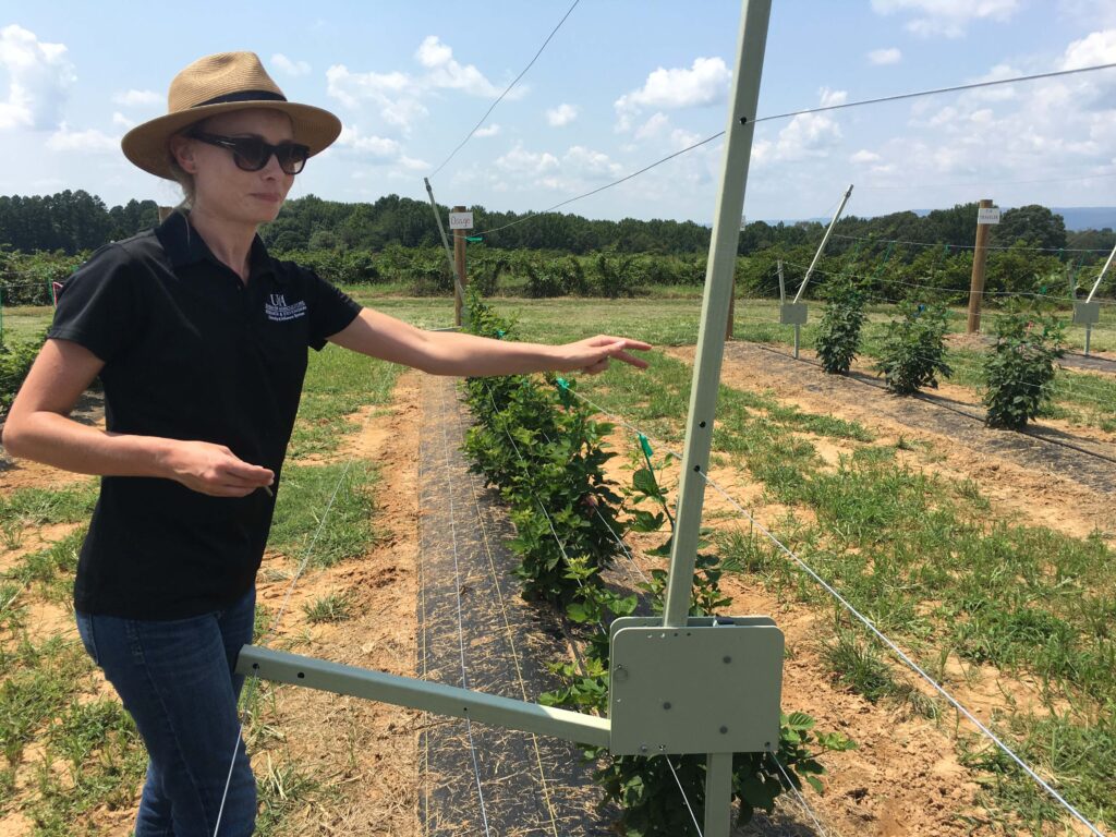 Researchers testing blackberry trellis for feasibility in Arkansas