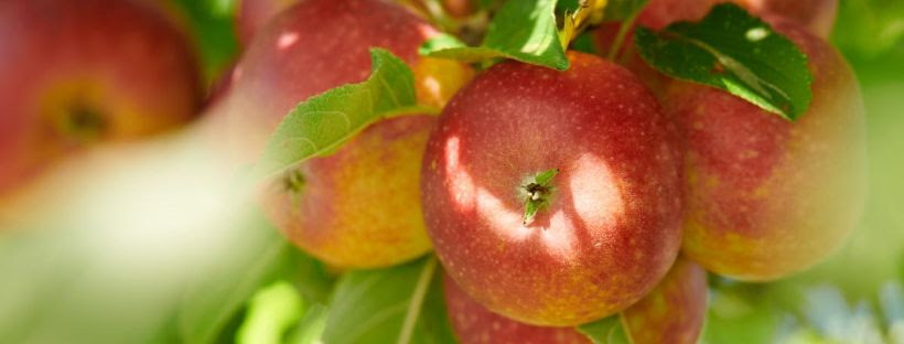 Helping save apples from sunburn is aim of WSU research