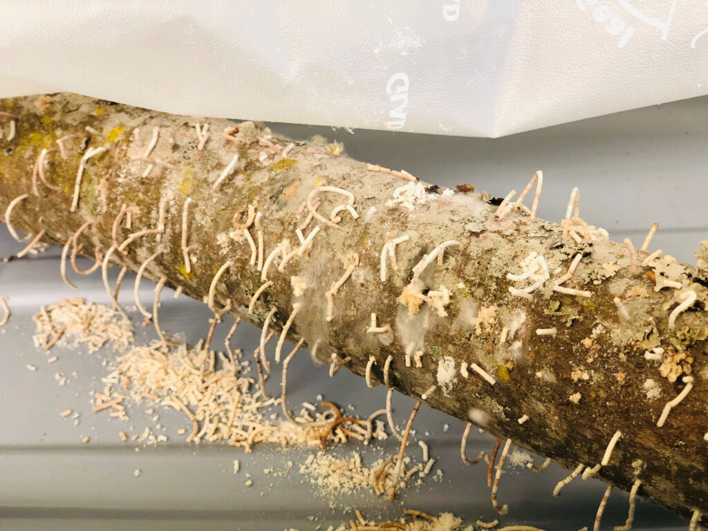 UGA scientists receive grants to study ambrosia beetles
