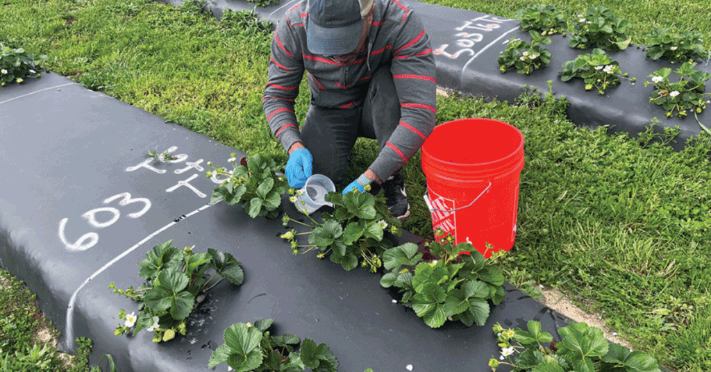 Researchers explore anaerobic soil disinfestation for strawberries