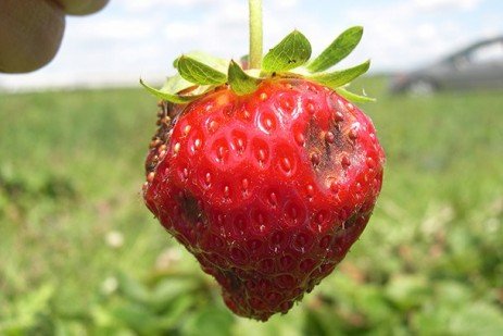 Mid-Atlantic continues to see problems with anthracnose in strawberries