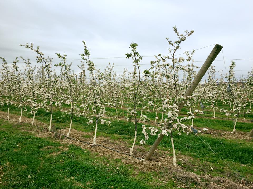 Apple trees have bloomed statewide, NY growers group announces