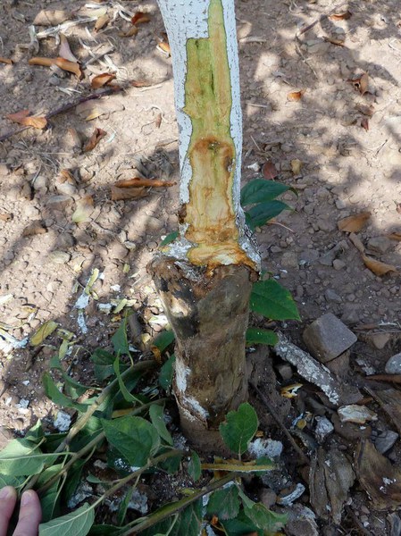 ‘Rapid Apple Decline’ subject of Pennsylvania questionnaire