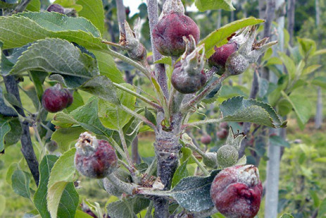 Active frost protection methods for orchards pegged in Extension bulletin