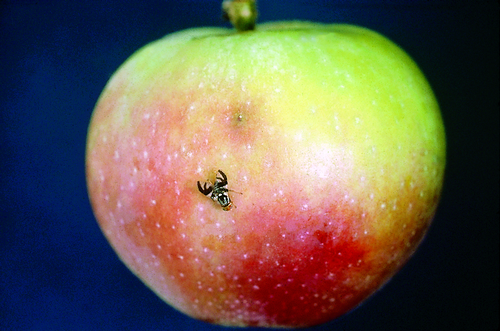Potential apple maggot quarantine for Okanogan County meeting topic