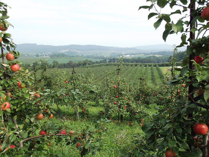 Penn State schedules annual Winter Fruit Schools