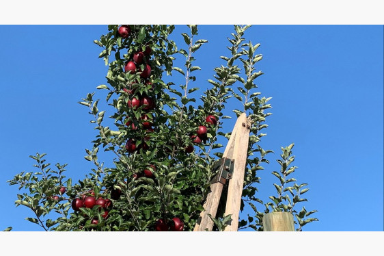Winter Commercial Tree Fruit School webinars offered by Penn State