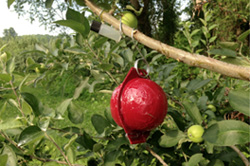 Apple insect pests targeted by farmer-driven research in northern New York