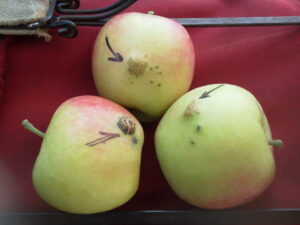 Penn State: Early warmth, spring rains heighten apple scab risk