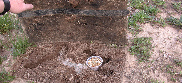 High-density orchards need vole management