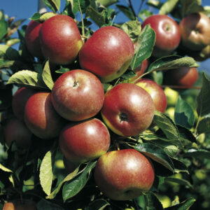 Apples.jpg