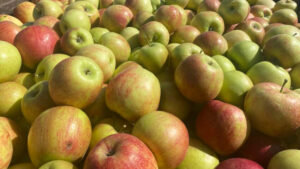 Michigan Apple Committee announces new chair, board appointments