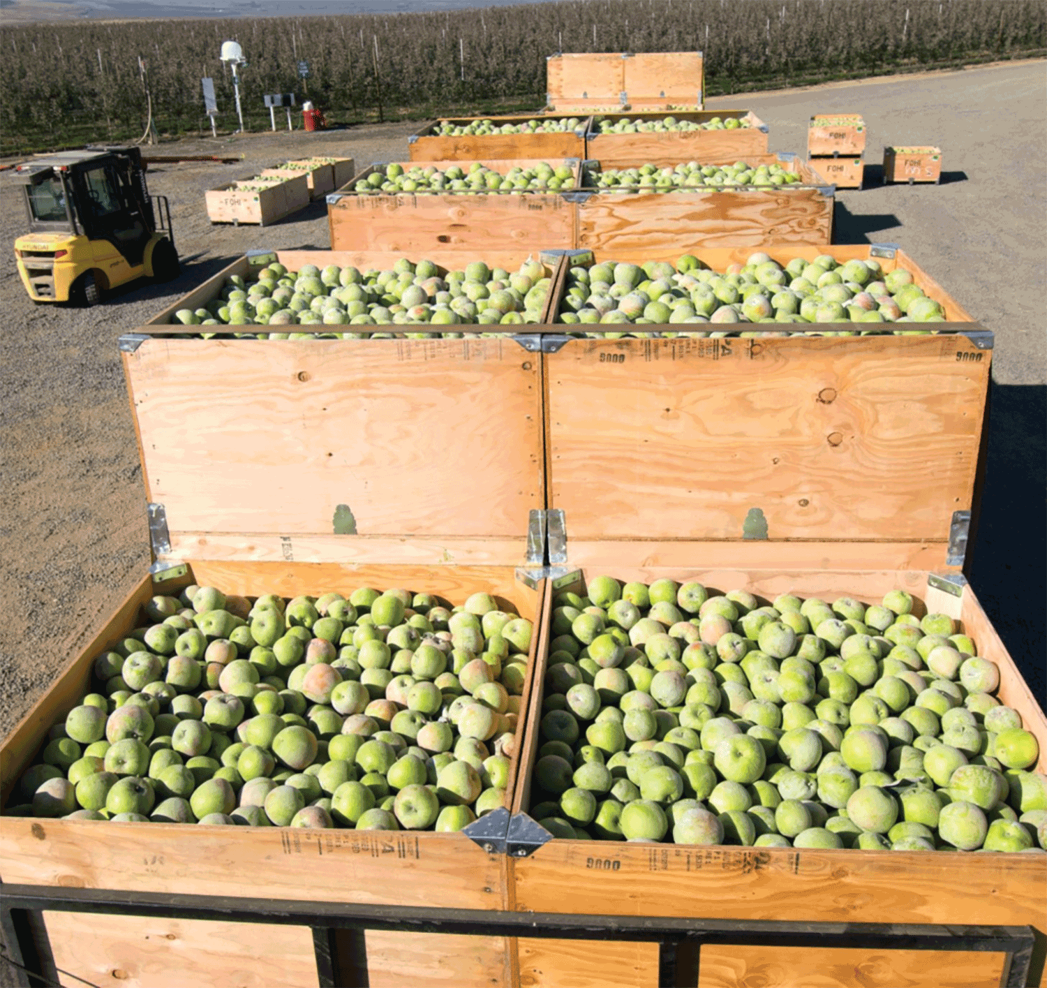 2021 Arctic apple harvest done, includes first Arctic Fuji crop