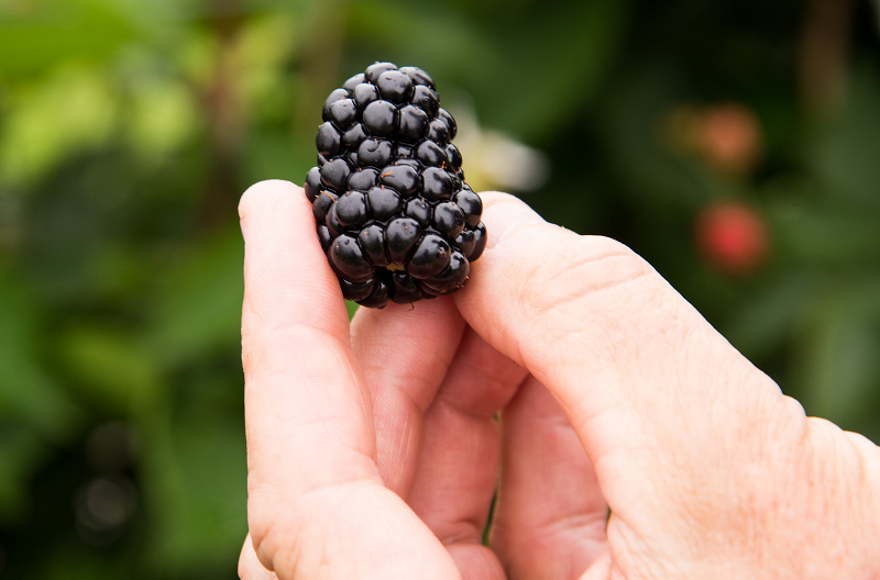 University of Arkansas leads blackberry genome project
