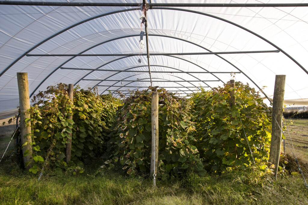 Growing grapes in high tunnels may reduce pests, increase crop yields