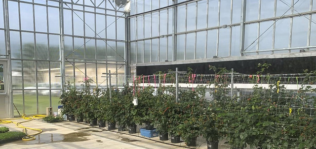 Research on long-cane blackberries in soilless substrate makes headway