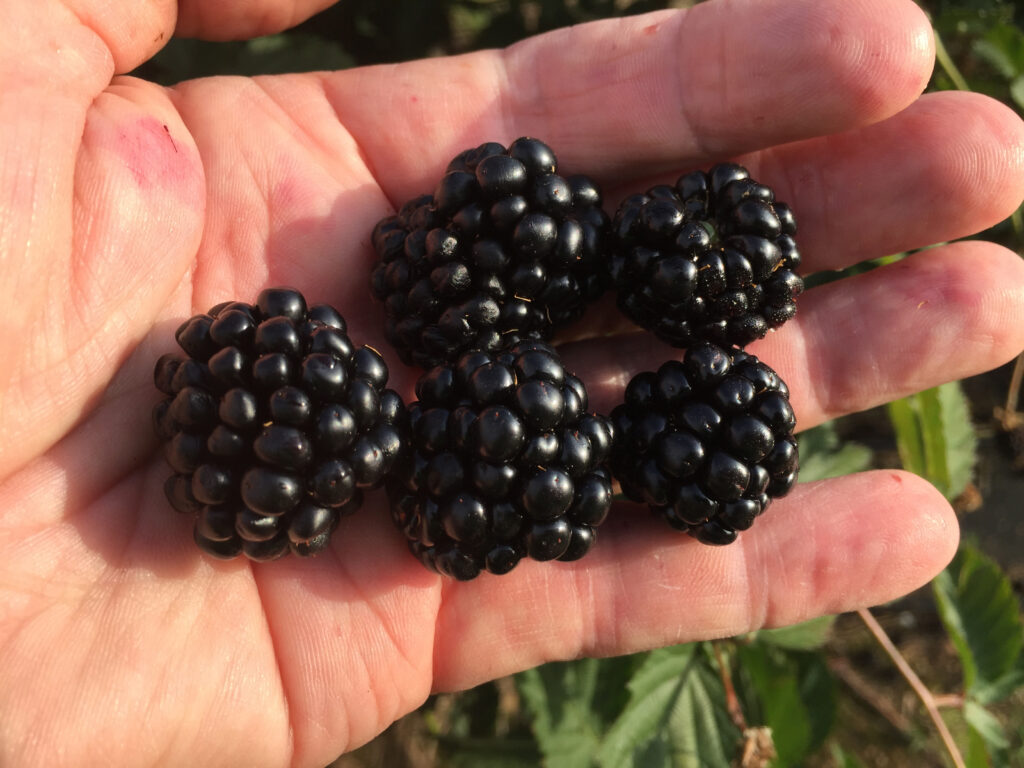 New blackberry from University of Arkansas achieves pinnacle of flavor