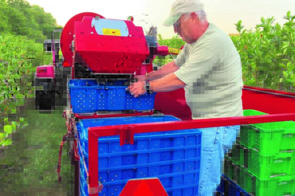 Man removing a basket full of berries from a harvesting machine to replace it with an empty basket