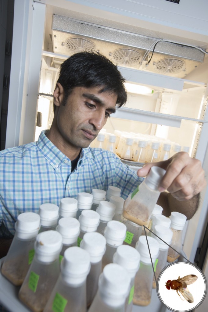 Georgia professor receives $5.4M grant to combat spotted wing drosophila