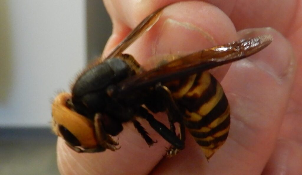 Honeybee-eating Asian giant hornets reported in Northwest