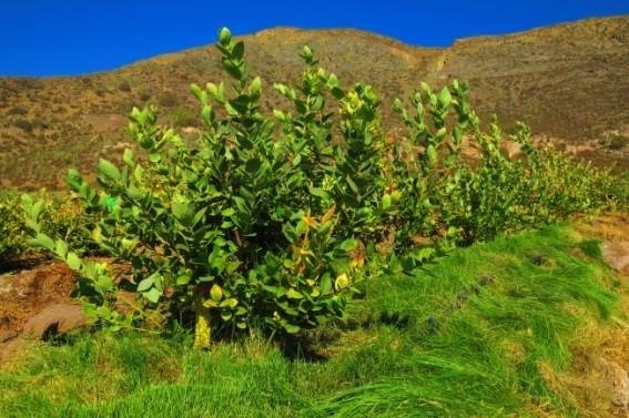 Grasses better than fertilizer for growing healthy blueberries