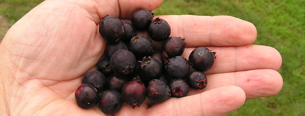 Saskatoons an opportunity for Midwest growers