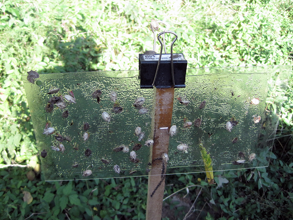 Simpler trap for monitoring brown marmorated stink bugs eyed