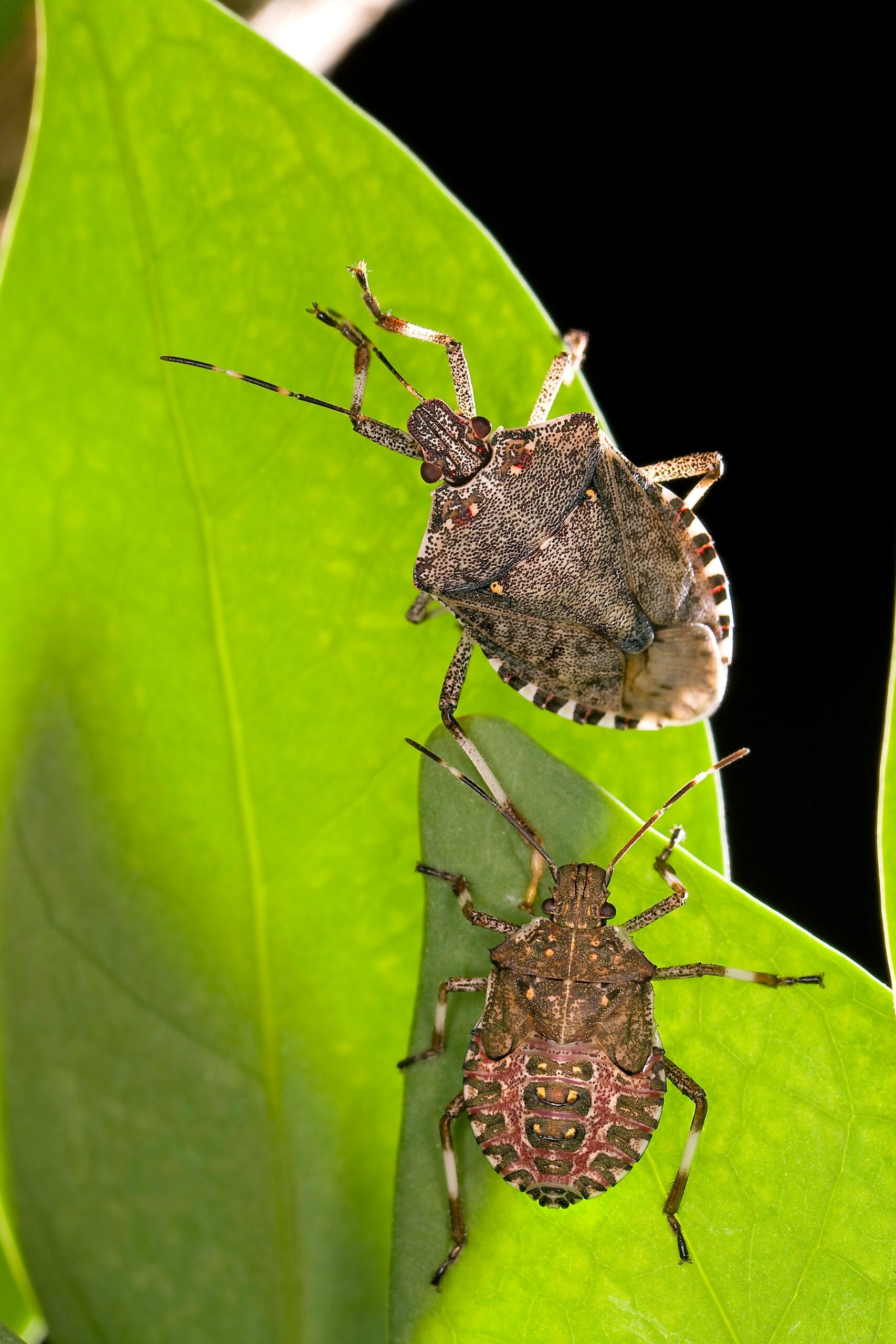 Brown marmorated stink bugs. Photo: USDA
