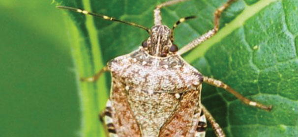 Identifying the invasive stink bug