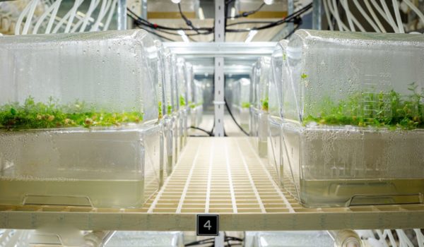 Vaccine partnership deal inked for Botanical Solution
