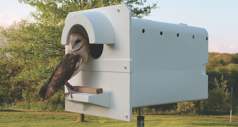 Raptors an ally in rodent management