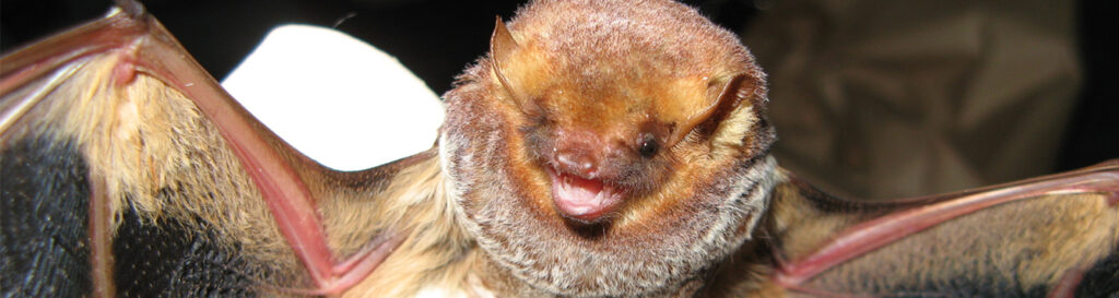 Using DNA, UF research shows which bats binge on crop pests