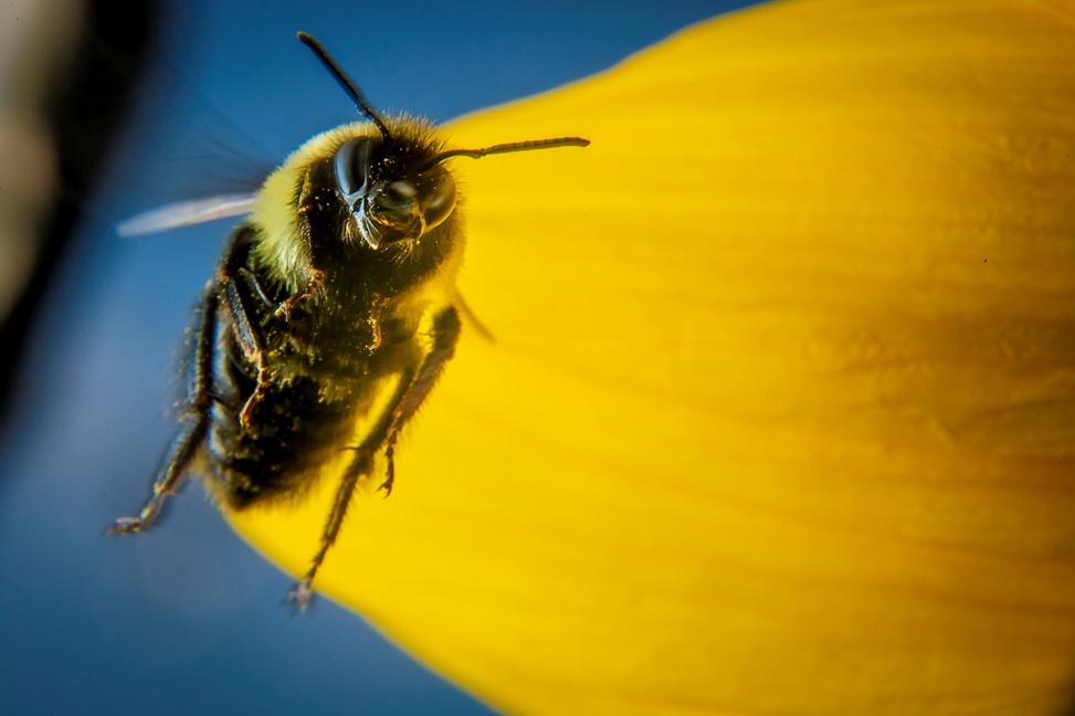 EFI streamlines IPM audits, expands pollinator friendly resources