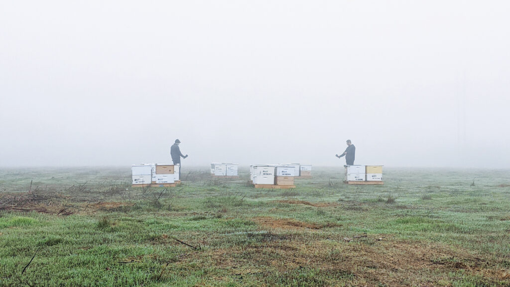 Digital hive inspection service helps pollination