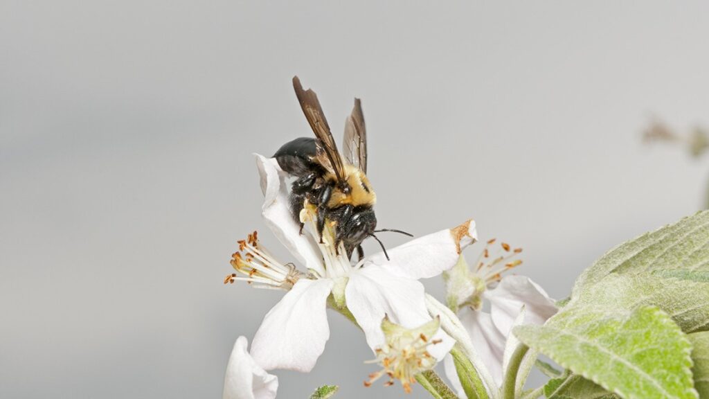 Natural habitats, bee diversity aids better apple production