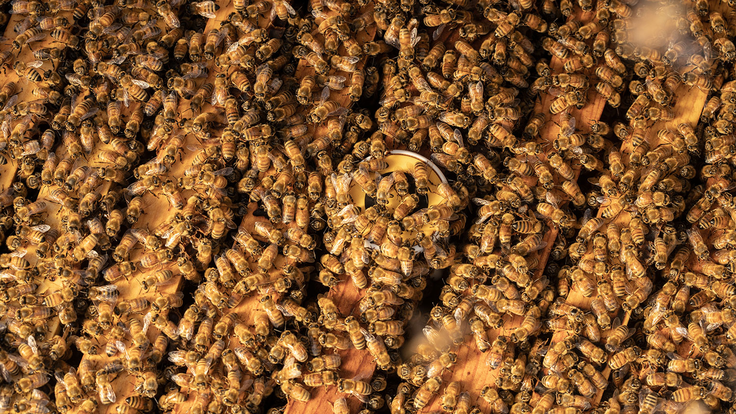 BeeHero offers precision pollination solutions that include frame sensors in the beehive.