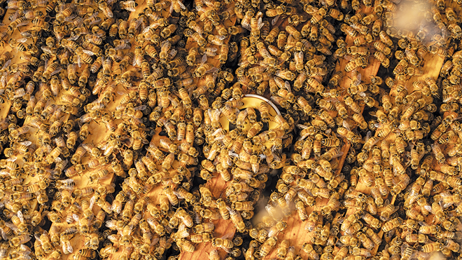 BeeHero provides pollination solutions for real-time decisions