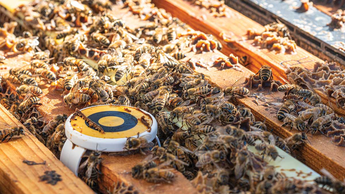 BeeHero_Sensor_1