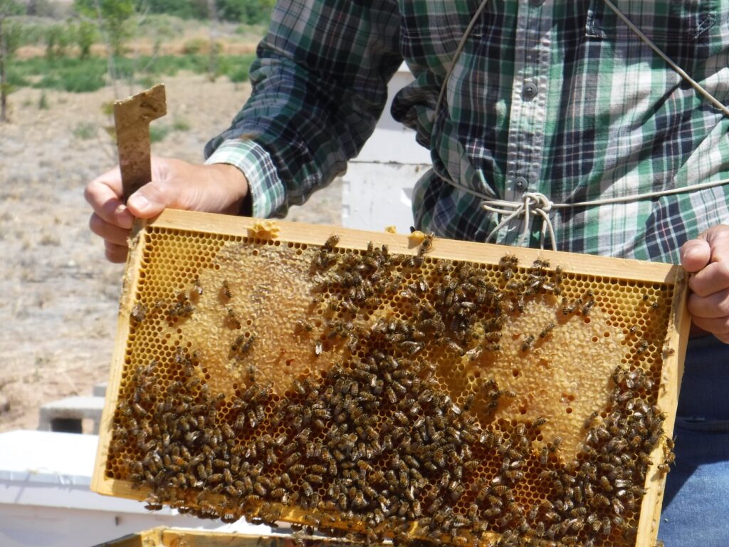 Agricultural updates to be presented in New Mexico at Los Lunas field day