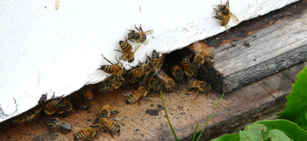 Fruit, vegetable crops need honeybees