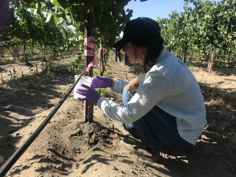 Former Marine, first generation college student sets sights on wine world