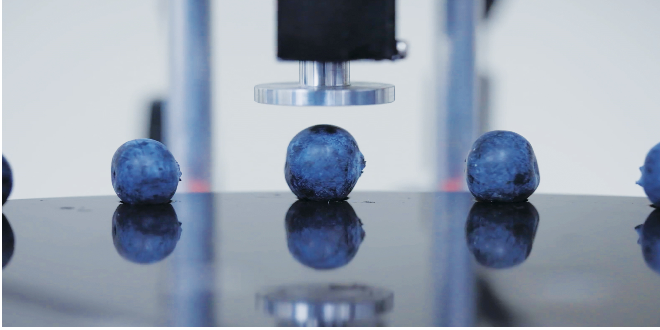 MBG, UF develop late-season Georgia blueberries