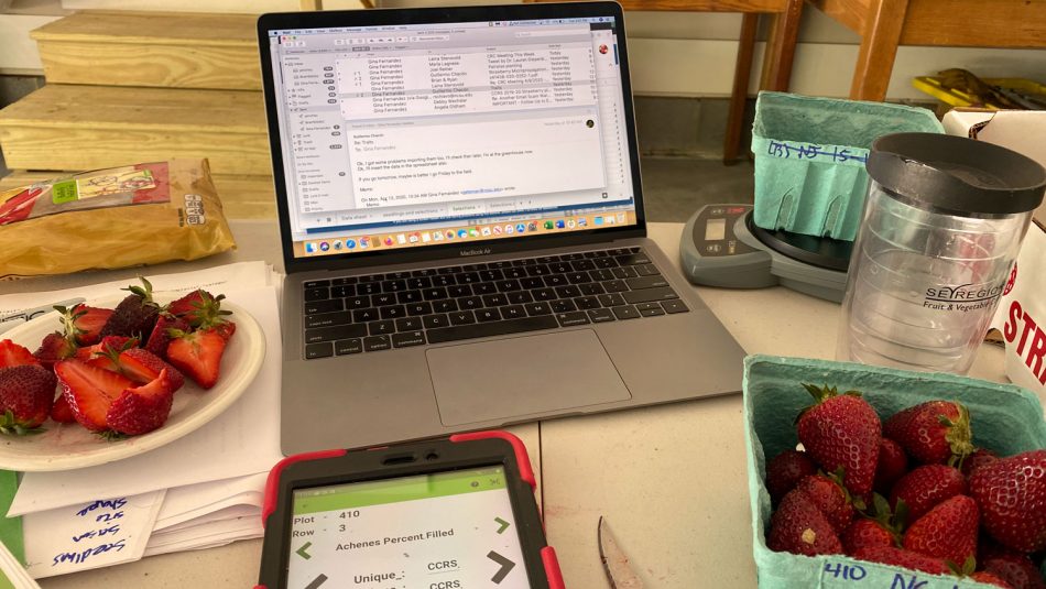Berry harvest during COVID-19 requires varied approach in North Carolina
